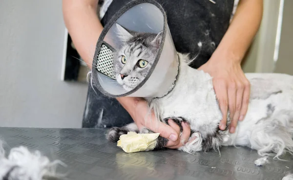 cat haircut in the salon