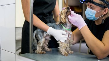 Yorkshire Terrier Temizleme diş