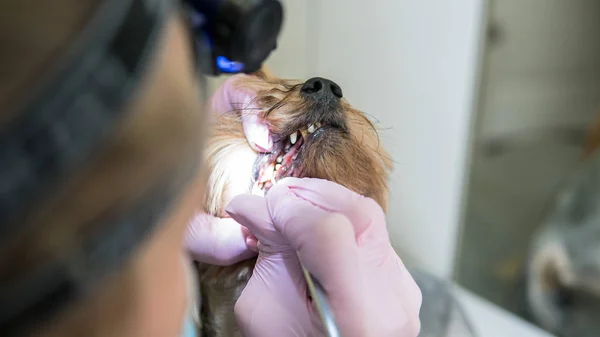 Cepillarse los dientes yorkshire terrier en perro clínica primer plano — Foto de Stock