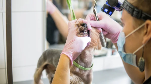 Cepillarse los dientes yorkshire terrier en perro clínica primer plano — Foto de Stock