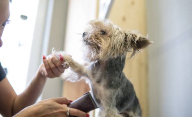  yorkshire terrier Bakımı