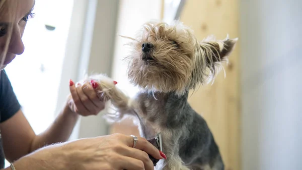 dog haircut in the salon. care for yorkshire terriers