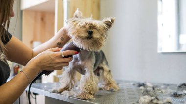  yorkshire terrier Bakımı