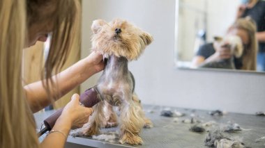 salonda köpek saç kesimi
