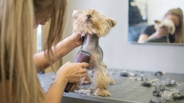 köpek saç kesimi salonda. yorkshire terrier Bakımı 