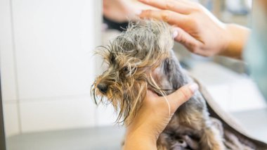 köpek saç kesimi salonda. yorkshire terrier Bakımı 