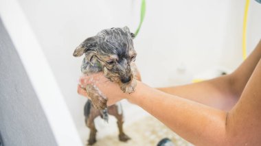 Yorkshire Terrier profesyonel köpek damat tarafından banyo 