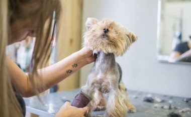  yorkshire terrier Bakımı