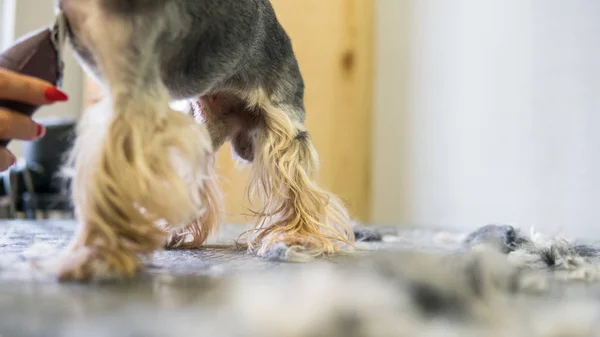 Pflege für yorkshire terrier — Stockfoto
