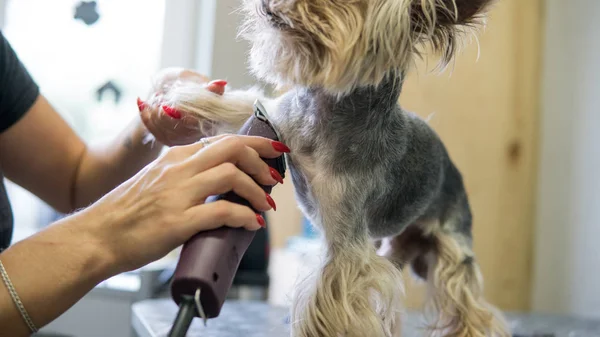 Hundefrisur im Salon. Pflege für yorkshire Terrier — Stockfoto