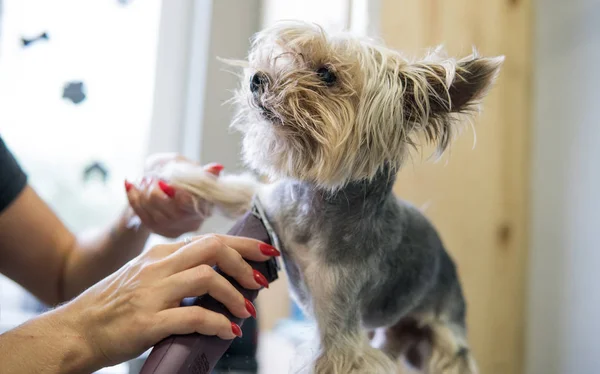 Corte de cabelo cortando yorkshire terrier em close-up de salão . — Fotografia de Stock