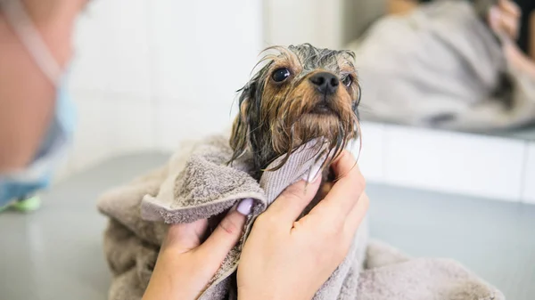 Banho york em um salão de beleza profissional para cães — Fotografia de Stock