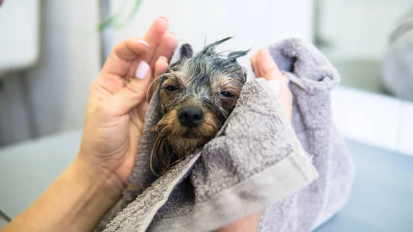 Cuidado para yorkshire terrier — Fotografia de Stock