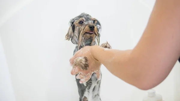 Banhar Yorkshire Terriers por profissional Dog groomer — Fotografia de Stock