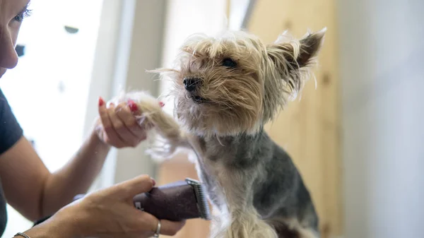 Haarschnitt beim Trimmen von yorkshire Terrier im Salon in Großaufnahme. — Stockfoto