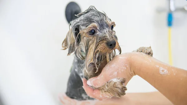 Banho york em um salão de beleza profissional para cães — Fotografia de Stock