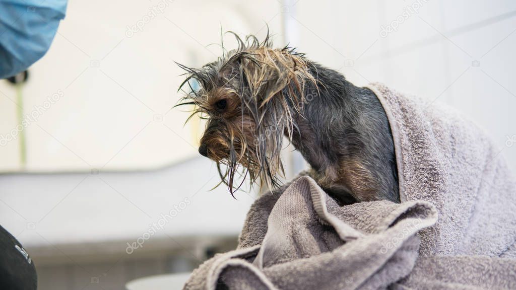 Bathing Yorkshire Terriers by professional Dog groomer 