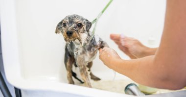  yorkshire terrier Bakımı