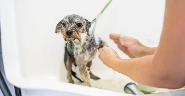 Cuidado para yorkshire terrier — Fotografia de Stock