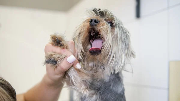 Corte de pelo de perro en el salón. el cuidado de yorkshire terriers — Foto de Stock