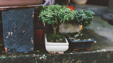  koleksiyon Satılık yakın çekim için Bonsai ağacı