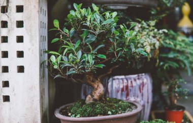  koleksiyon Satılık yakın çekim için Bonsai ağacı