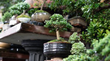  koleksiyon Satılık yakın çekim için Bonsai ağacı