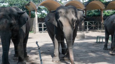 Hayvanat bahçesinde iki fil