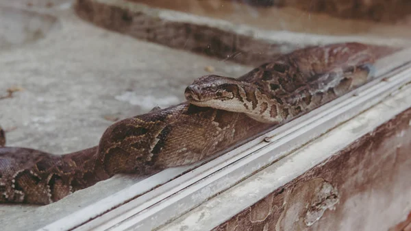 Python cobra close-up. Pyton no zoológico — Fotografia de Stock