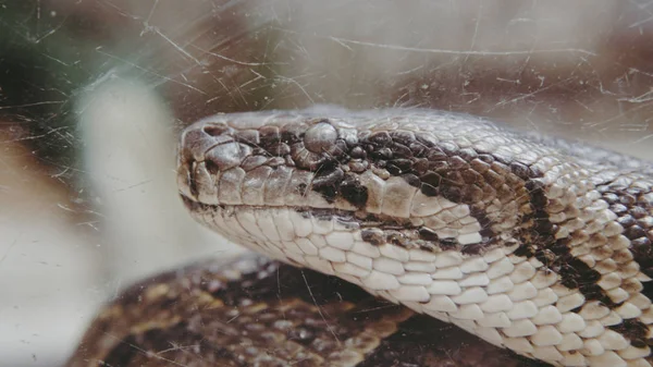 Python cobra close-up. Pyton no zoológico — Fotografia de Stock