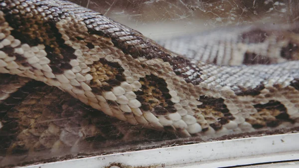 Python tropical no zoológico. Répteis perigosos no planeta Terra — Fotografia de Stock