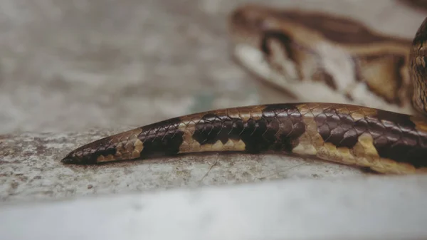 Python tropical no zoológico. Répteis perigosos no planeta Terra — Fotografia de Stock