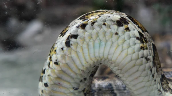 Python tropical no zoológico. Répteis perigosos no planeta Terra — Fotografia de Stock