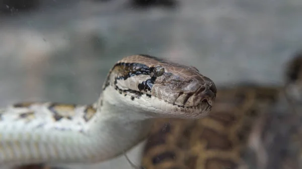 Python tropical no zoológico. Répteis perigosos no planeta Terra — Fotografia de Stock