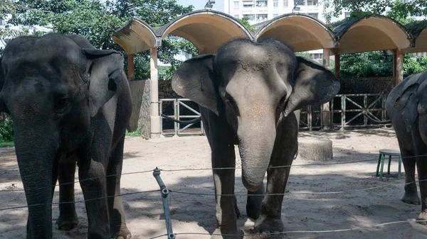 Семейство слонов в их среде обитания — стоковое фото