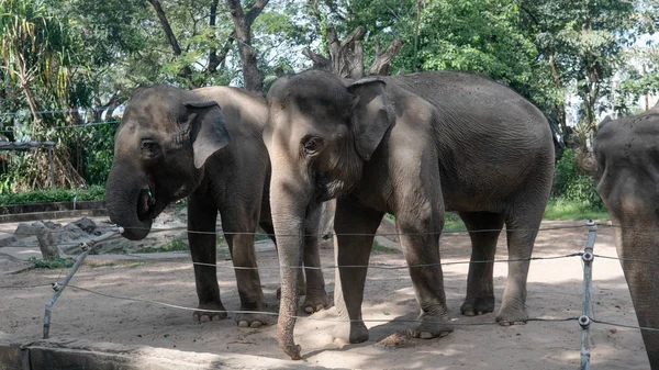 Zwei Elefanten im Zoo — Stockfoto