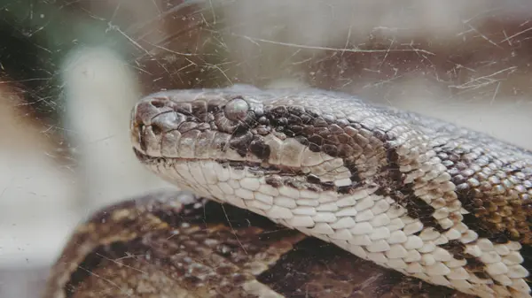 Python tropical no zoológico. Répteis perigosos no planeta Terra — Fotografia de Stock