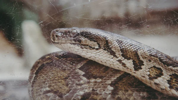 Python cobra close-up. Pyton no zoológico — Fotografia de Stock