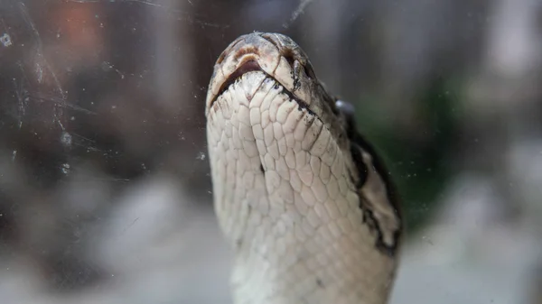 Tropenpython im Zoo. Gefährliche Reptilien auf der Erde — Stockfoto