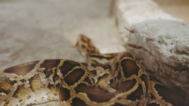 tropikal python hayvanat bahçesinde. Planet Earth tehlikeli sürüngenler