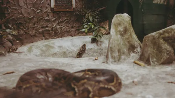 Python cobra close-up. Pyton no zoológico — Fotografia de Stock