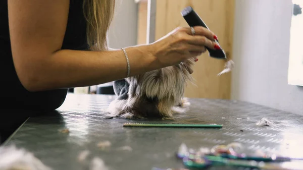 Corte de pelo de perro en el salón. el cuidado de yorkshire terriers — Foto de Stock