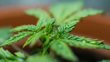 Su yönetimi ve bitki bakımı - esrar işlemle vegging. Süreç sulama tesisleri