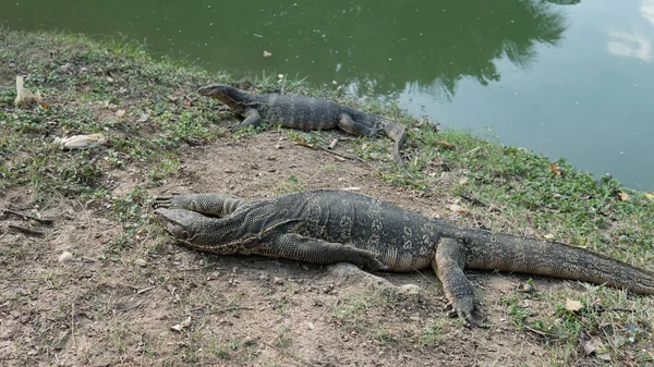 Varanus på shore.wild djur och däggdjur av Thailand — Stockfoto