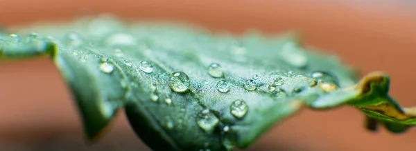 Waterbeheer en zorg - vegging proces met marihuana plant. Planten water geven van proces — Stockfoto