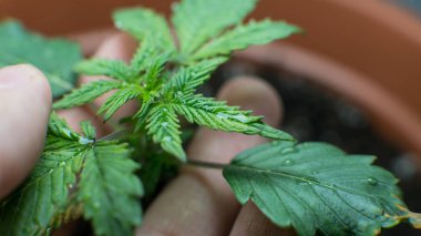 Tıbbi esrar süper yakın çekim kapalı büyüyen. Nasıl kapalı esrar büyümek kavramı yapılır