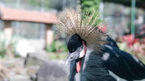 Afrikanska krönt Crane i djurparken — Stockfoto