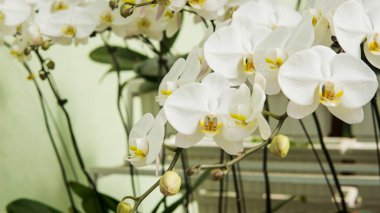sera ile orkide. Beyaz ve çok renkli orkide yakın çekim