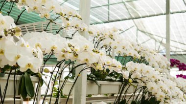 sera ile orkide. Beyaz ve çok renkli orkide yakın çekim