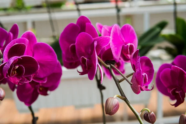 greenhouse with orchids.\
White and multi-color orchids close-up